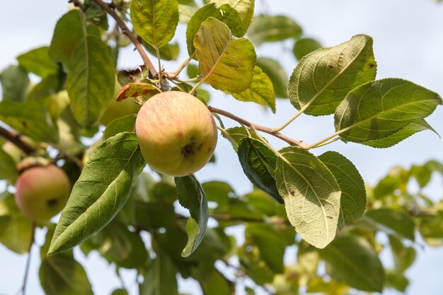 Grote rijpe appel op een boomtak in een boomgaard