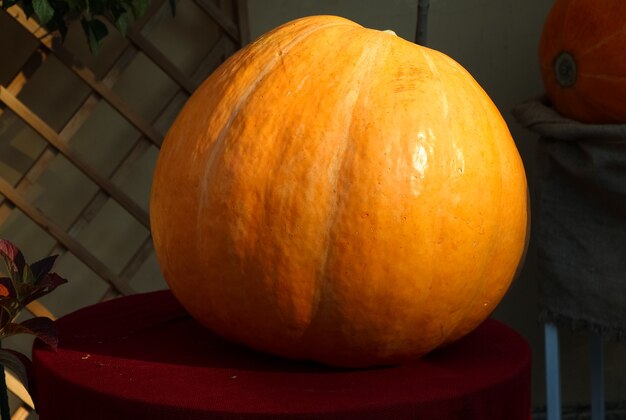 Foto grote rijpe biologische pompoen op een betonnen ondergrond