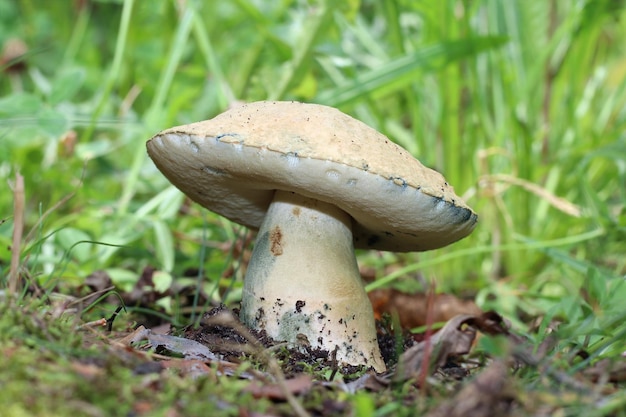Grote rijpe eetbare paddenstoel Gyroporus cyanescens, ook bekend als de blauwe bolete, groeit in het bos.