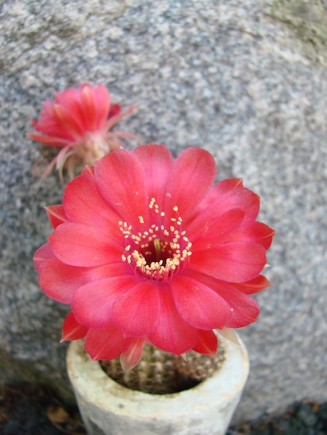 Grote rode bloei op egelcactus in een pot Twee bloemen tegelijkertijd bloeiende netelige plant