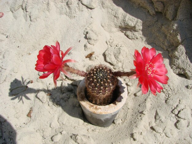 Grote rode bloei op egelcactus in een pot Twee bloemen tegelijkertijd bloeiende netelige plant