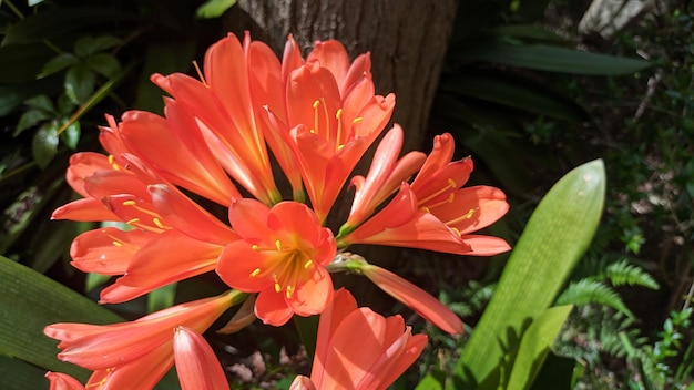 Grote rode bloemen bloeien onder de zon op een warme dag in een siertuin