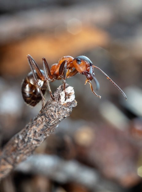 grote rode bosmier in natuurlijke habitat