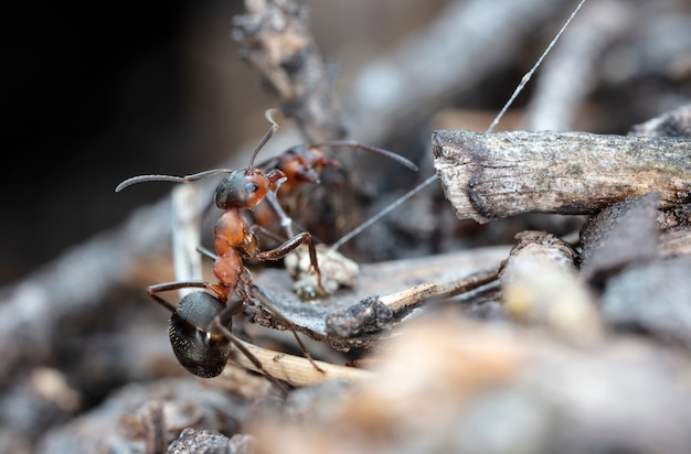 grote rode bosmier in natuurlijke habitat