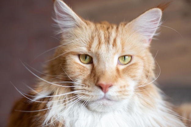 Grote rode en witte Maine Coon-kat De kat kijkt serieus in de frameclose-up