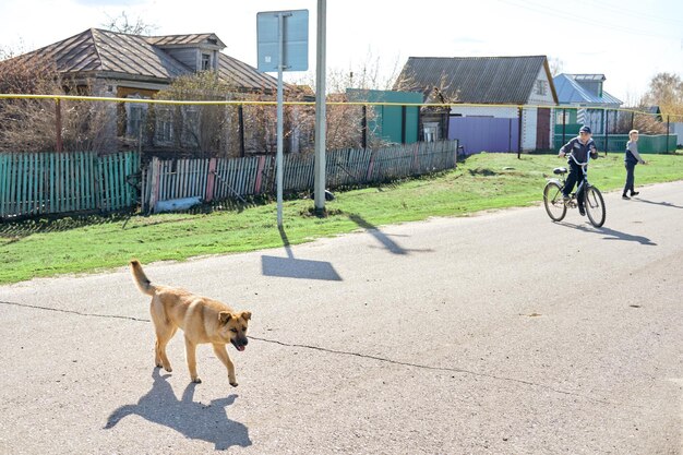 Grote rode en zwerfhond buiten de stad Hond die naar de camera kijkt