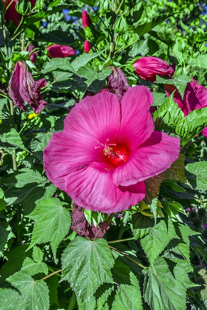 Grote rode hibiscusbloem in de natuur