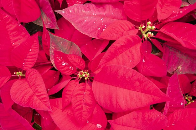 Grote rode kerstrode ingemaakte bloemen verzamelen zich en zijn helder en gelukkig