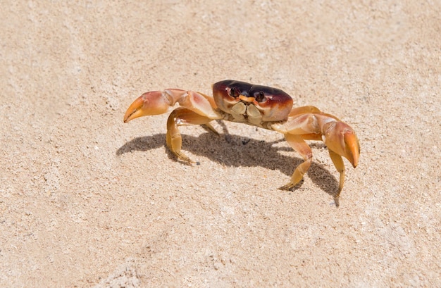 Grote rode krab op het zand. Caribische krab. Macrofoto.