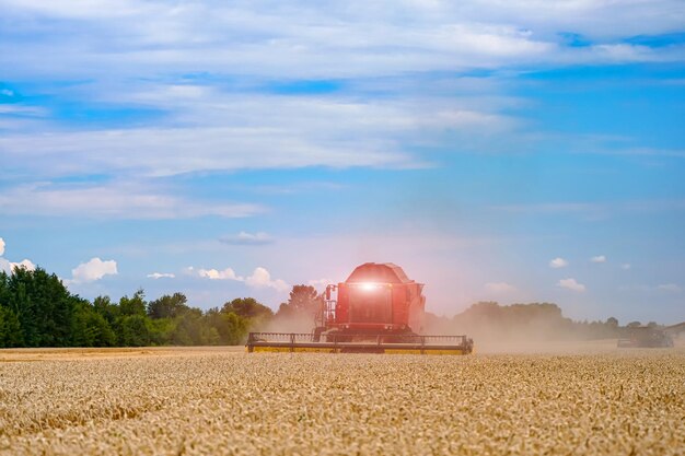 Grote rode maaidorser die in het veld werkt. Agrarische oogstmachine landbouw tarwe.