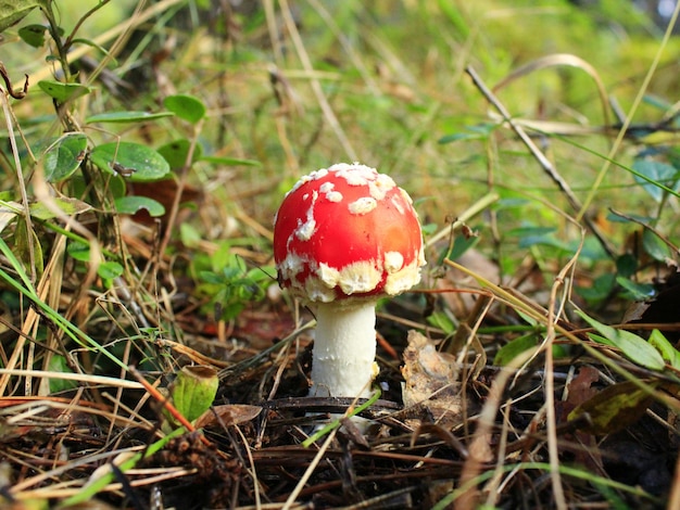 Grote rode vlieg agaric in het bos.