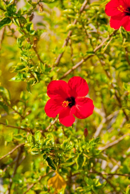 Grote rode zomerbloem in de tuin