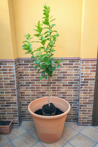 Foto grote ronde pot, half gevuld met aarde met voedingsstoffen en een kleine boom om op te planten.