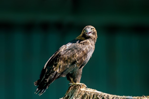 Grote roofvogel