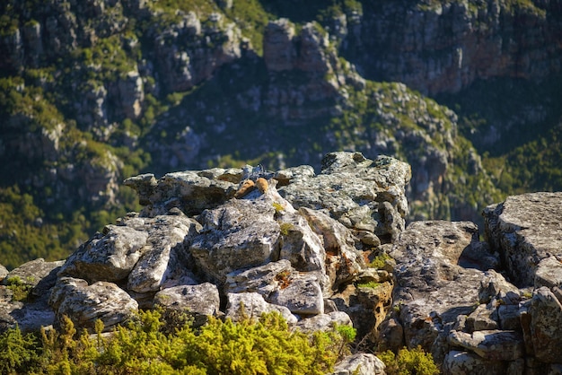 Grote rotsen op een berg met veel groen Close-up van rotsachtige Lions Head-berg tijdens de zomer in Kaapstad, Zuid-Afrika Grote stenen met groene struiken en struiken in de buurt van een wandelproef