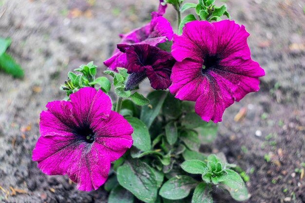 Grote roze bloemen en groene bladeren close-up