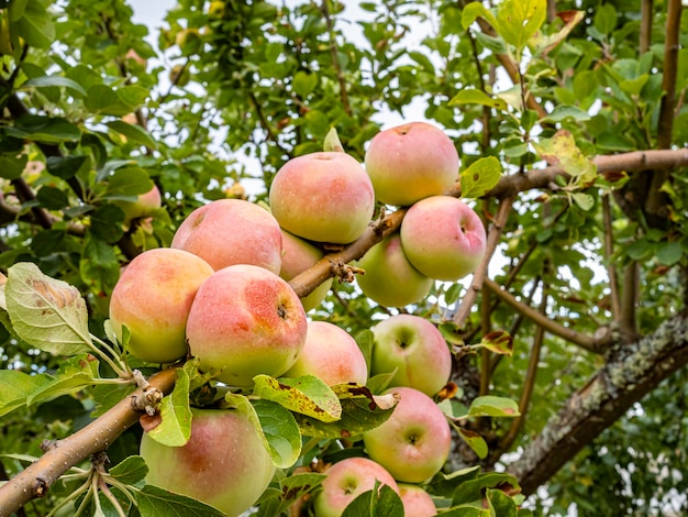 Grote roze en groene appels hangen aan de takken van een appelboom