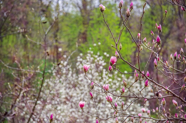 Grote roze en witte magnoliabomen bloeien op een lentedag in een park