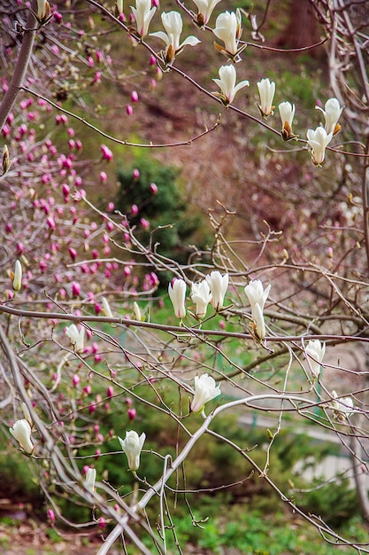 Grote roze en witte magnoliabomen bloeien op een lentedag in een park