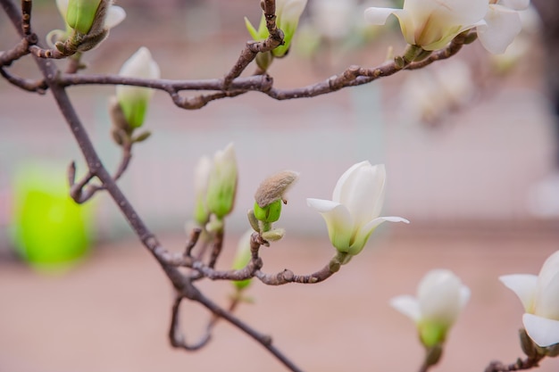 Grote roze en witte magnoliabomen bloeien op een lentedag in een park