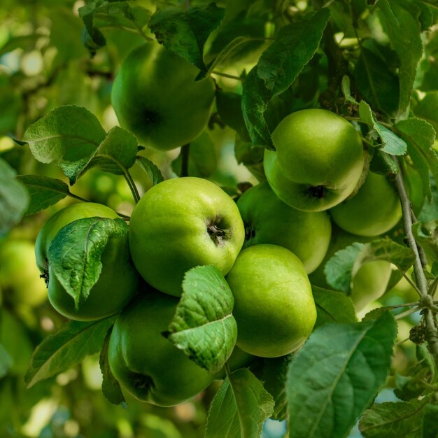 Grote sappige appels groeien aan de boom