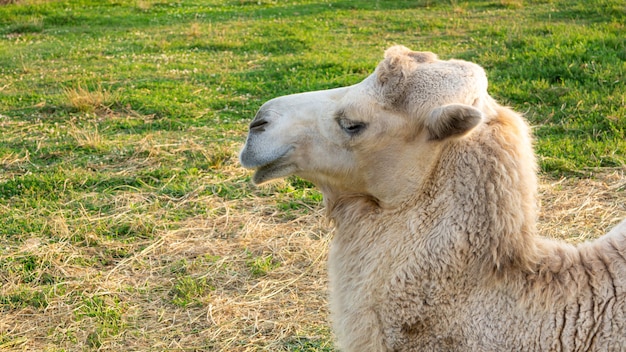 Grote schattige witte kameel in de natuur close-up