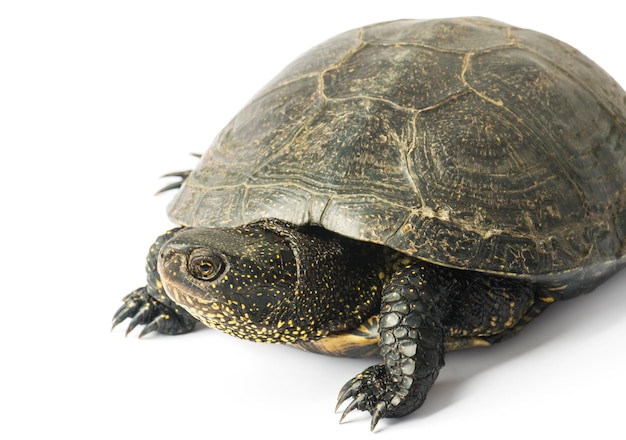 Foto grote schildpad geïsoleerd op een witte achtergrond