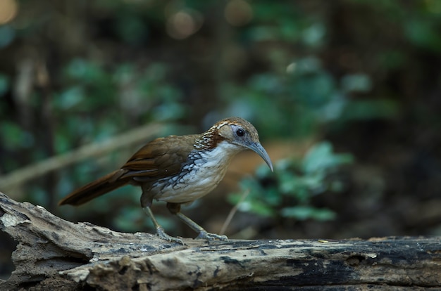 Grote Scimitar Babbler op de tak in aard