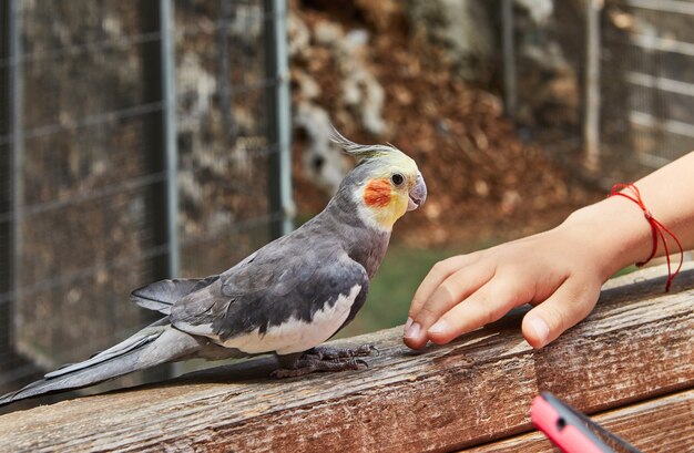 Grote selectie van groene en paarse vetplanten in potten.