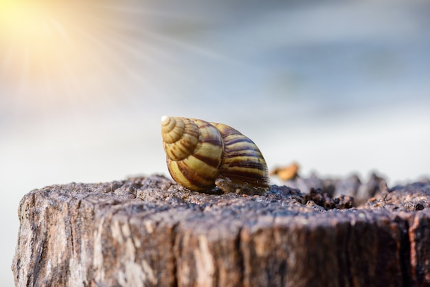 Grote slak in de schaal kruipen op hout