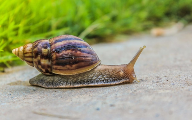 Grote slak in shell die op weg kruipt