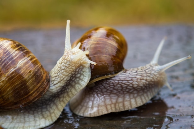 Grote slakken op houten tafel na regen