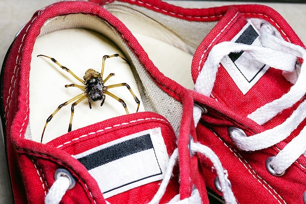 Grote spin verborgen in kindersneakers giftig dierconcept van arachnofobie en ongediertebestrijding