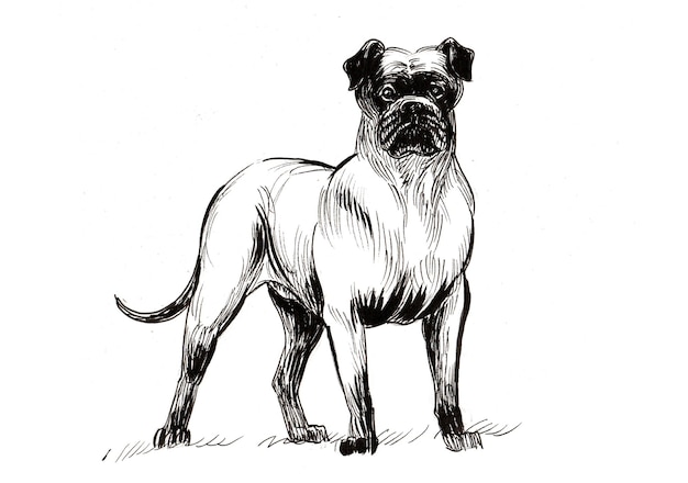 Grote staande hond. Inkt zwart-wit tekening