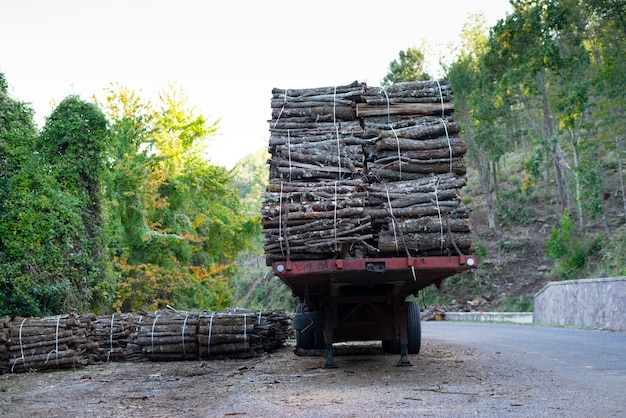 Grote stapel houten stammen, steeneiken, typische boom van centraal sardinië