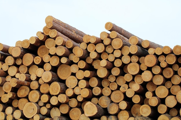 Grote stapel van grenen logs houtbewerking houten textuur natuurlijke achtergrond loggen