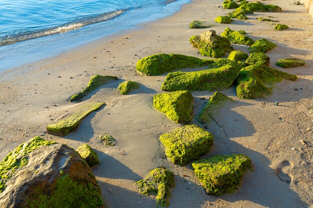 Grote stenen begroeid met groene algen op een zandstrand in de buurt van de oceaan. De aard van de tropen.