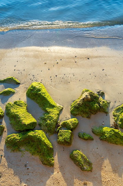 Grote stenen begroeid met groene algen op een zandstrand in de buurt van de oceaan De aard van de tropen