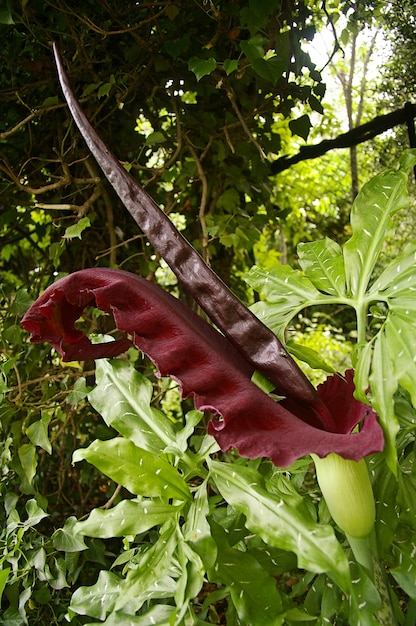 Grote stinkende bloem arum serpentaire