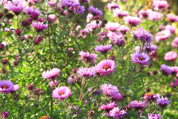 Grote struik met mooie en felrode asters