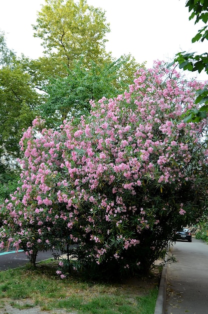 grote struik roze oleander buitenshuis