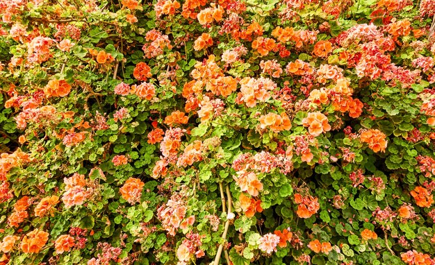 Grote struik van geranium met rode bloemen in de tuin - bloemenachtergrond