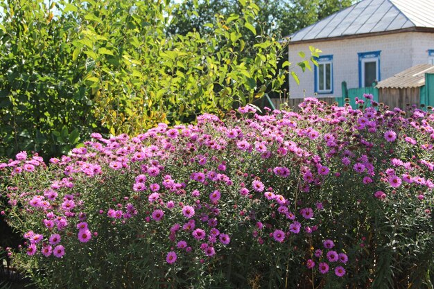 Grote struik van rode aster bloeit in de tuin in september Herfstbloemen