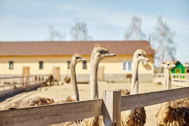 grote struisvogels op boerderijveld achter houten hek, huisdieren buitenshuis, ecologische landbouw.