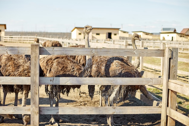 grote struisvogels op boerderijveld achter houten hek, huisdieren buitenshuis, ecologische landbouw.