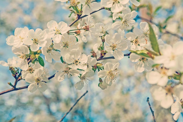 Grote tak met bloeiende bloemen van kersenboom op onscherpe achtergrond