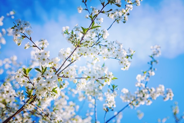 Grote tak van kersenboom bij tot bloei komende insagram-sttile