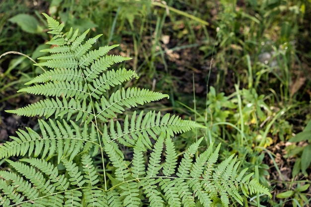 Grote tak van varen in het bos