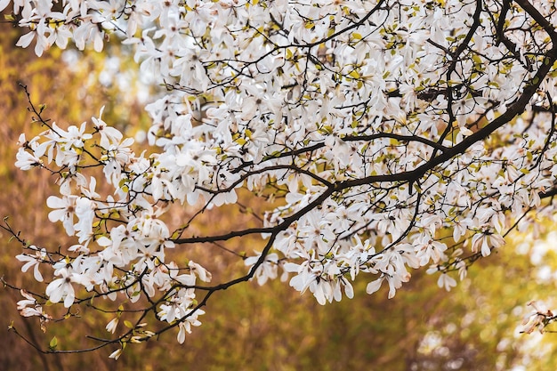 Grote takken van magnolia bloemen bij zonsondergang Selectieve focus