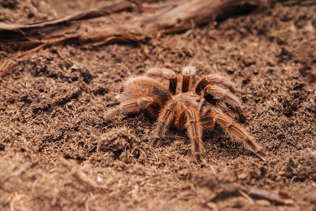 Grote tarantulaspin op een aarden ondergrond.